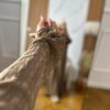 Robe d’hiver beige